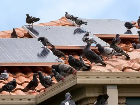 Taubenbefall auf PV-Anlagen
